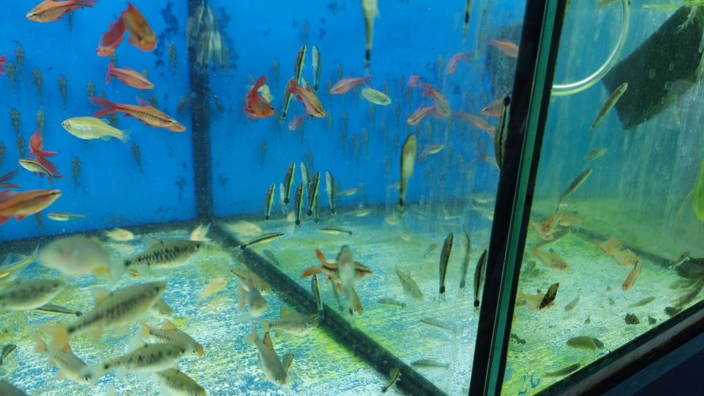 Otosek przyujściowy (Otocinclus affinis) AKWAWIN WYSYŁKA