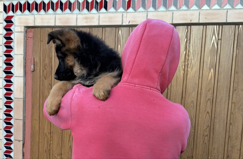 Продам цуценята німецької вівчарки