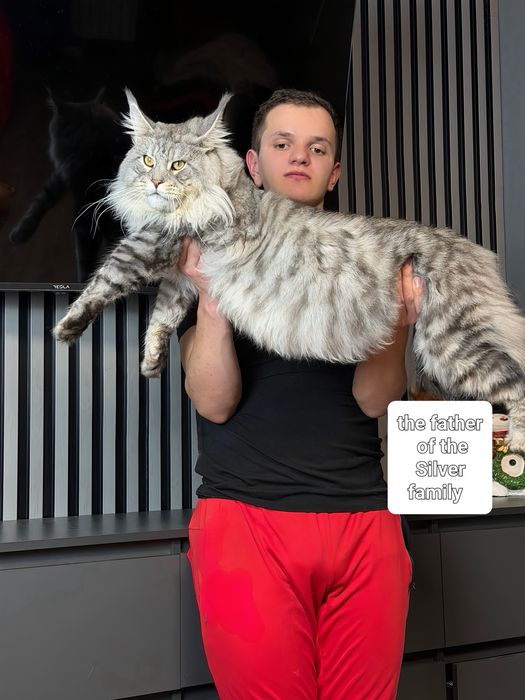 Maine Coon boy silver