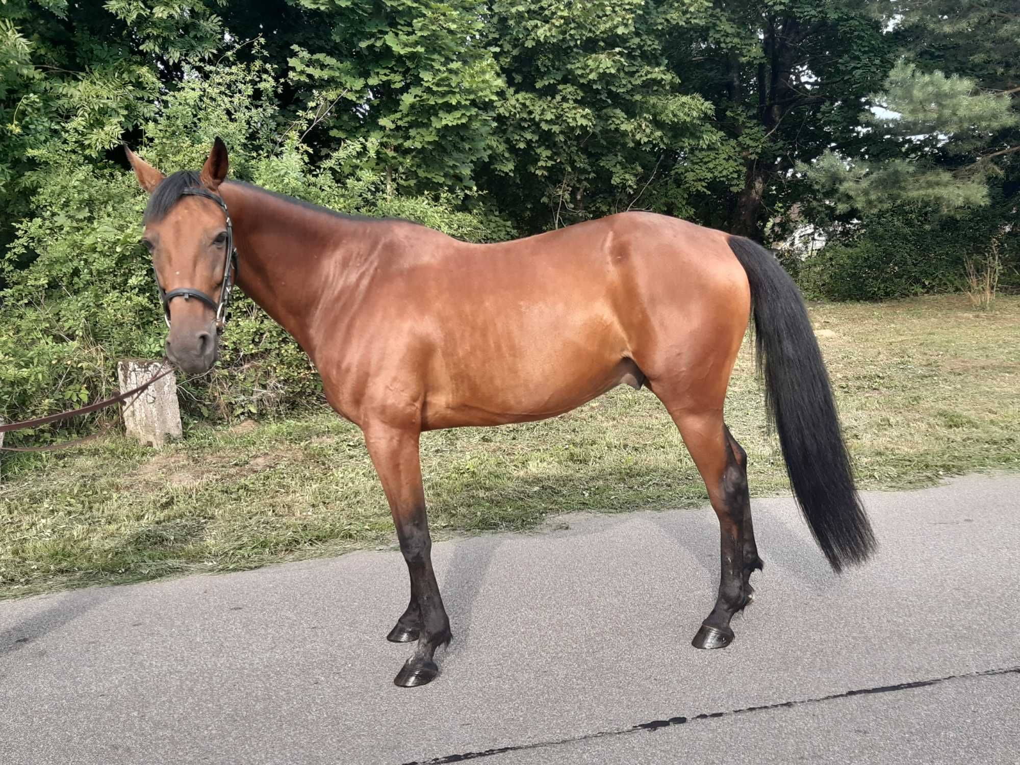 Sprzedam walacha 10letniego kusak amerykańskie