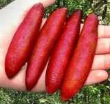 Árvores Limão Caviar Vermelho - Raro