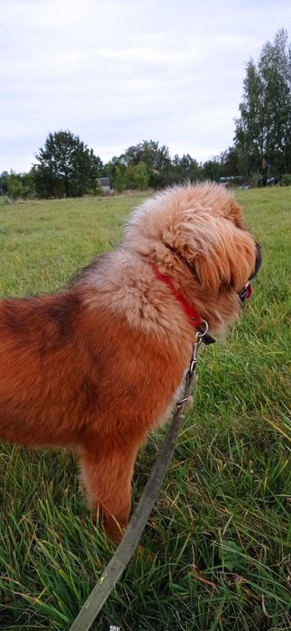 Mastif Tybetański FCI suczka