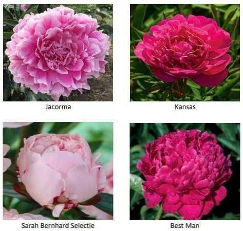розы пионы оптом и розницу голланские и украинские