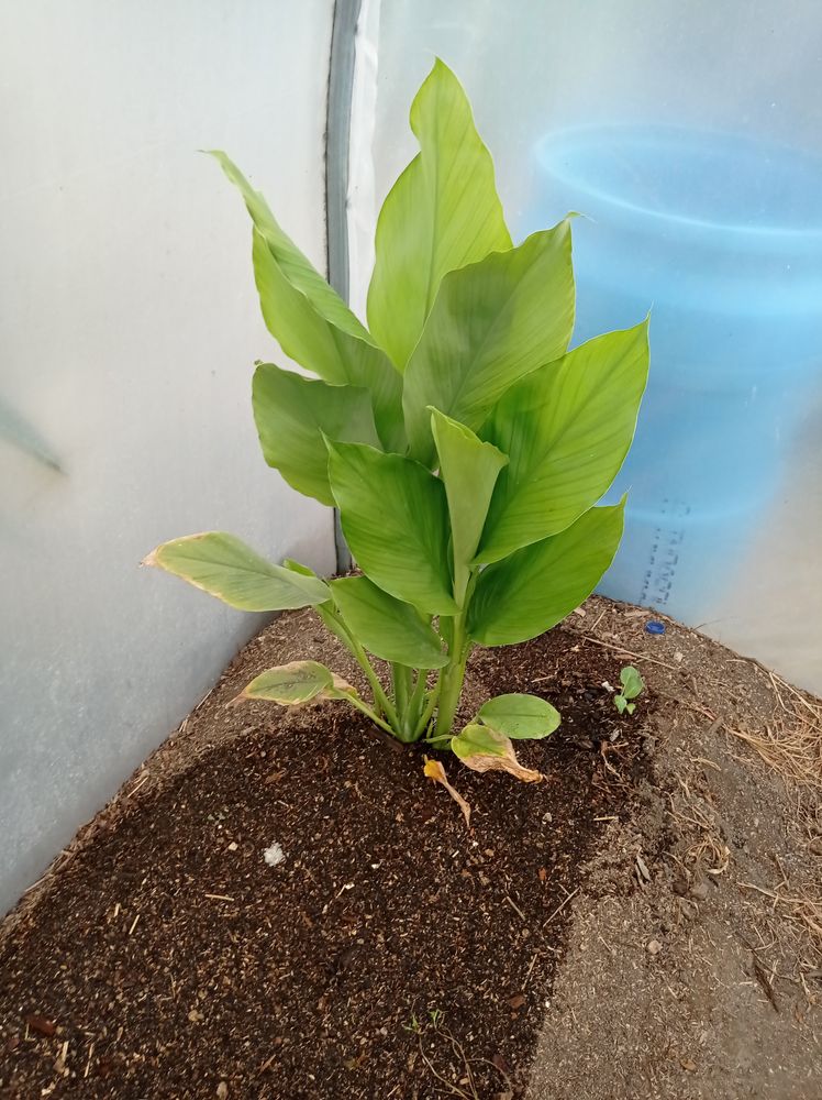 Plantas de curcuma para venda.