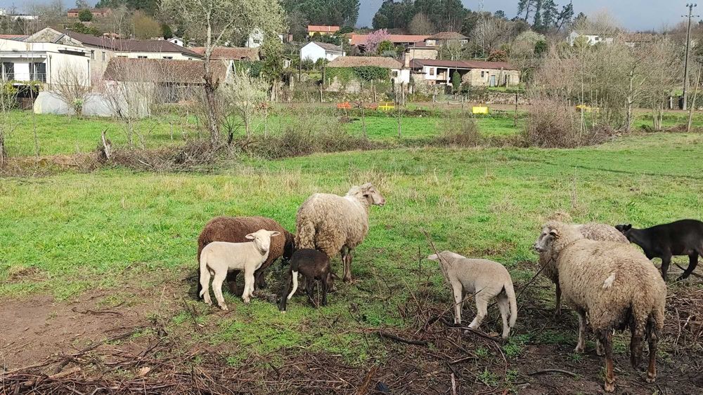 Borregas para criação