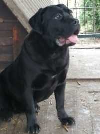 Szczeniak rasy Cane Corso Italiano