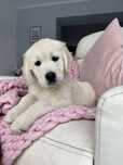 Golden Retriever FCI ZKwP Suczka Po Championie PL *GOTOWA DO ODBIORU*