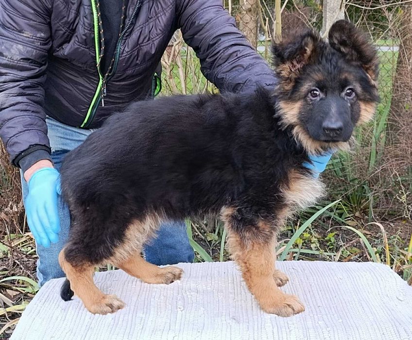 Owczarek niemiecki długowłosy FCI suczka 2 miesiące