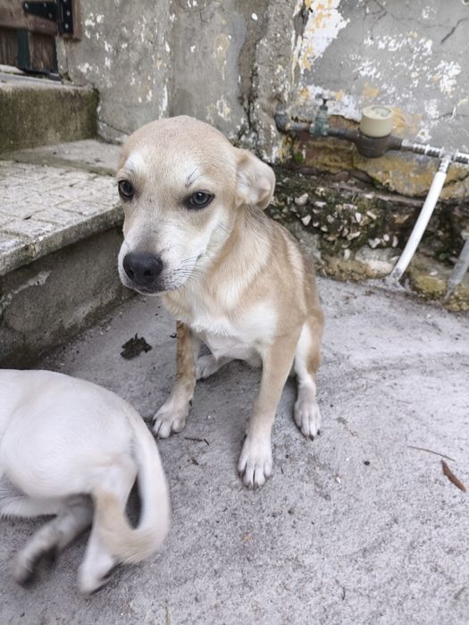 Duas bebés para adopção
