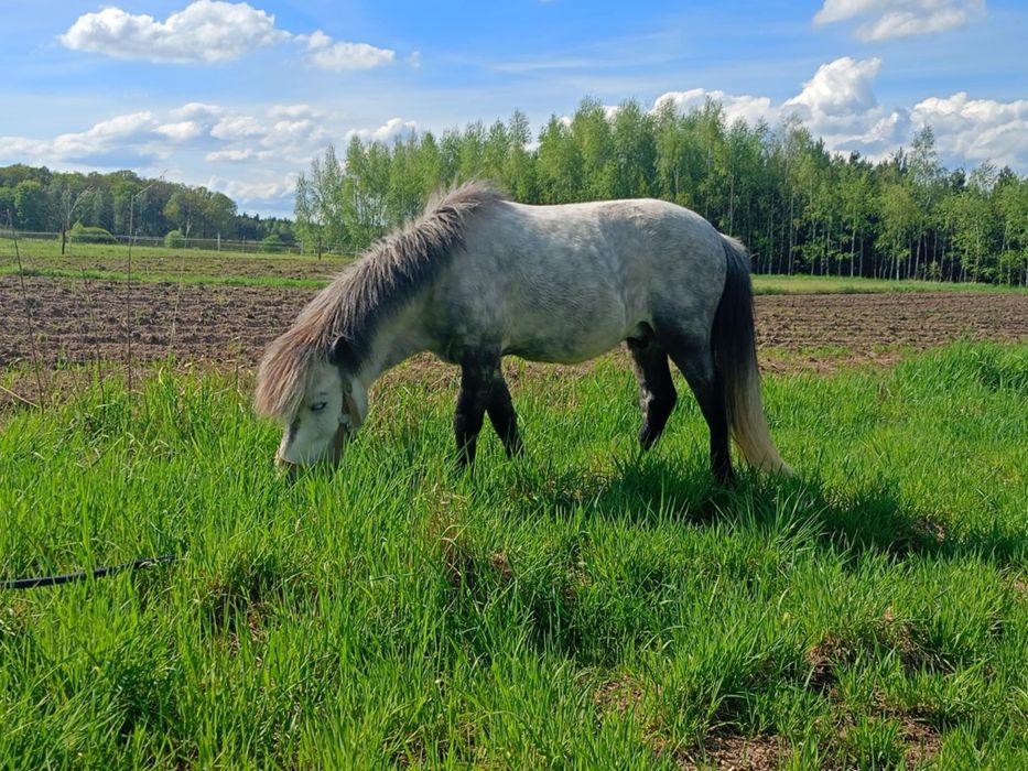 Sprzedam super ogiera