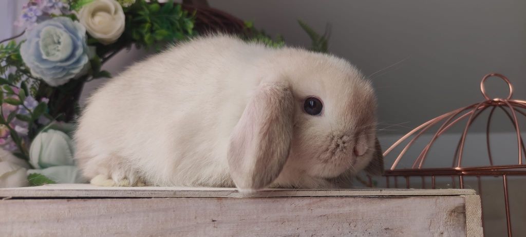 Królik Mini Lop gotowe na nowy dom