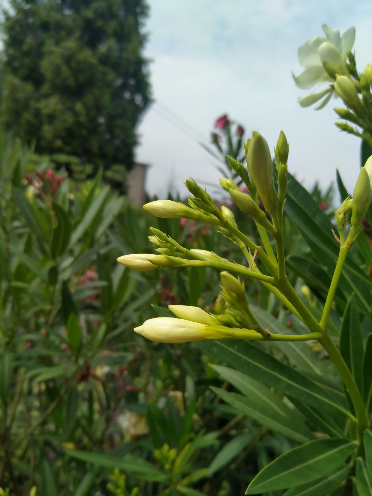 Oleander różowy. Biały Duży.