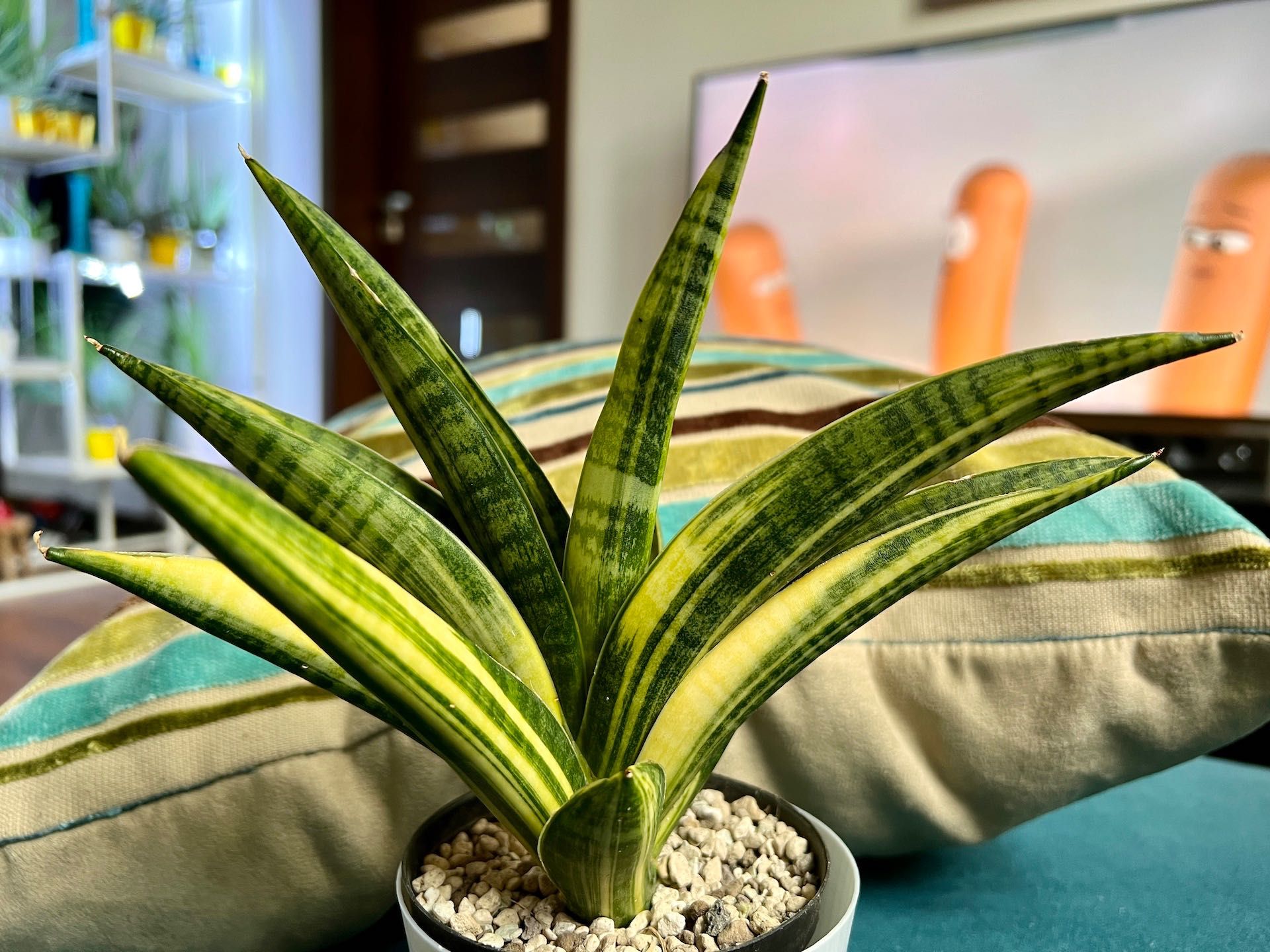 Sansevieria Marsha Anjani variegated sansewieria