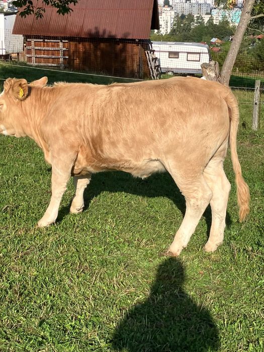 Byczki cielaki cielęta odsaski bydło