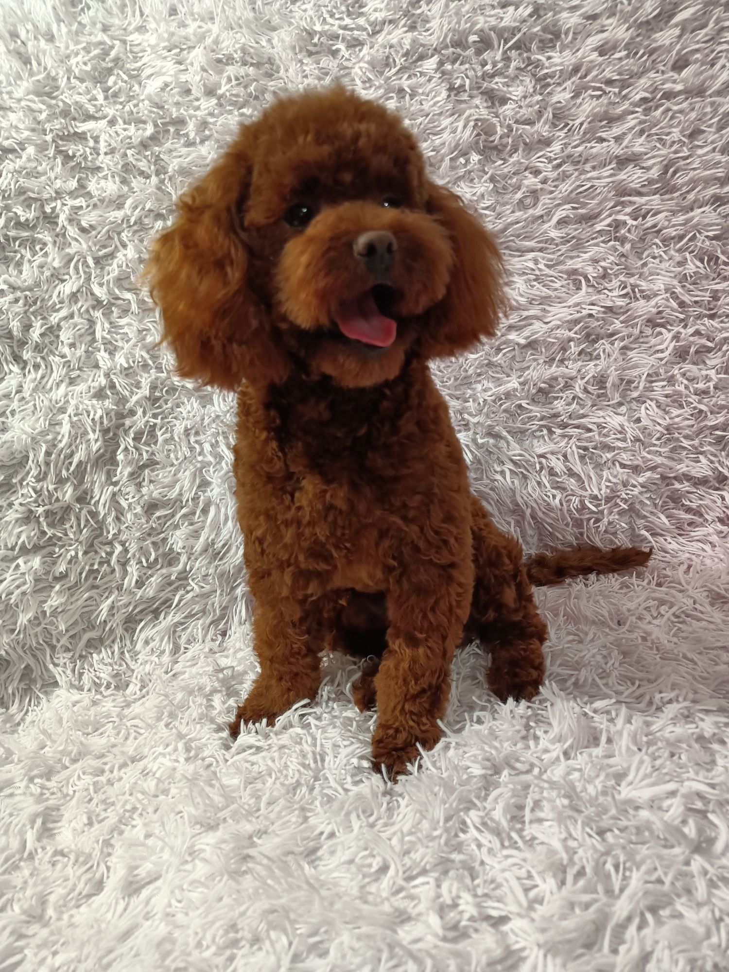 Maltipoo F1b chłopczyk