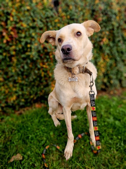 Brego z charakterem labradora szuka domu!