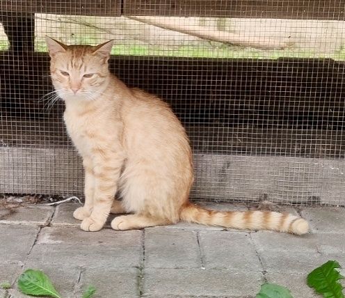 Rudolf gorąco poleca się do adopcji...