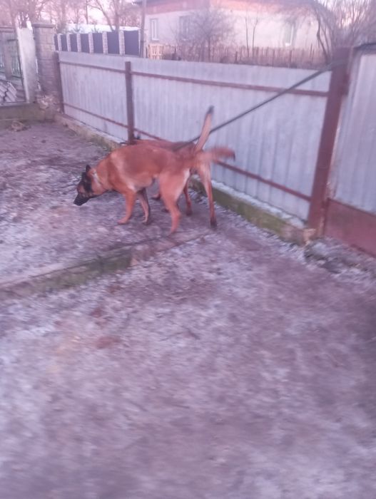 Вязка бельгійської вівчарки малінуа