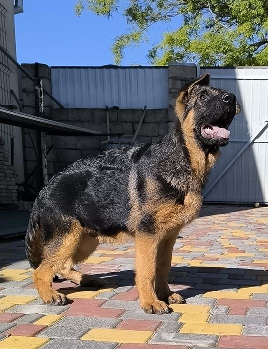 Хлопець, 4 місяці, КСУ