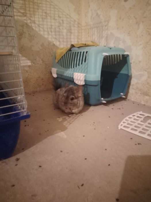 Sprzedam Szynszyla angora