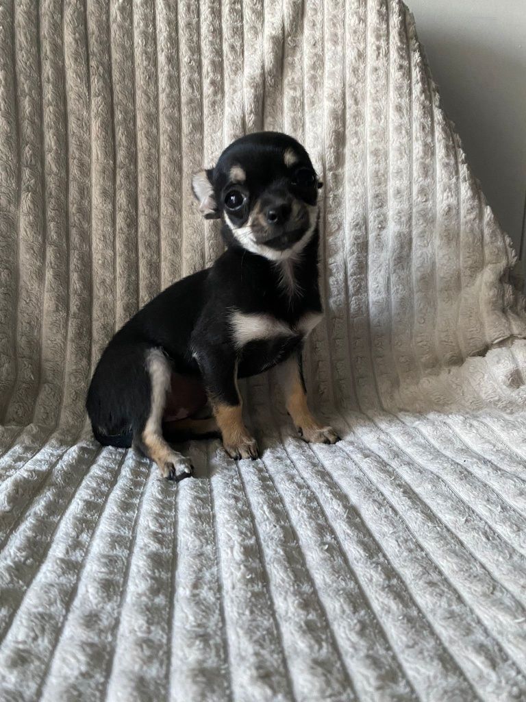 Chihuahuas fêmea