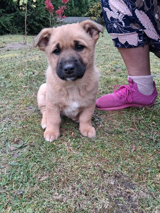 Mały bystry szczeniak, Maksio