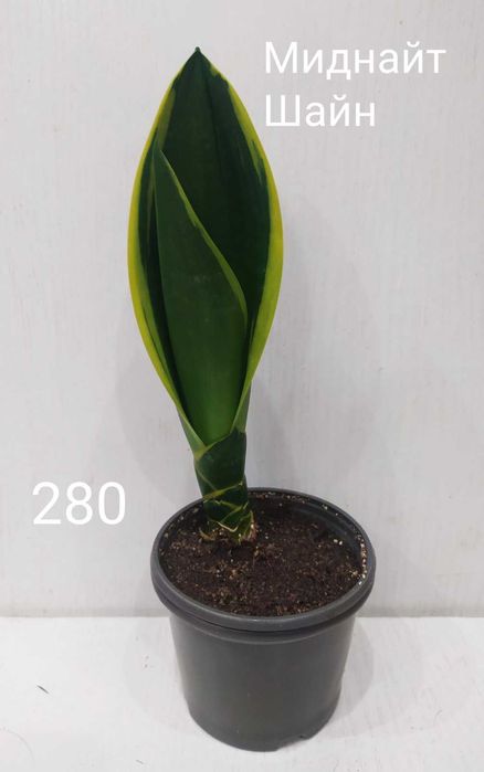 Сансевиерия Миднайт Шайн
