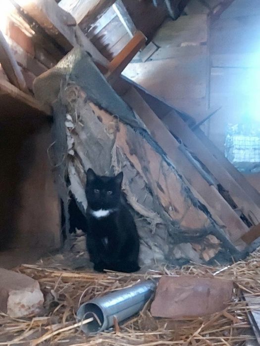 Bezdomne koty poszukują domu