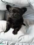 Cudna sunia dlugowlosa chihuahua FCI