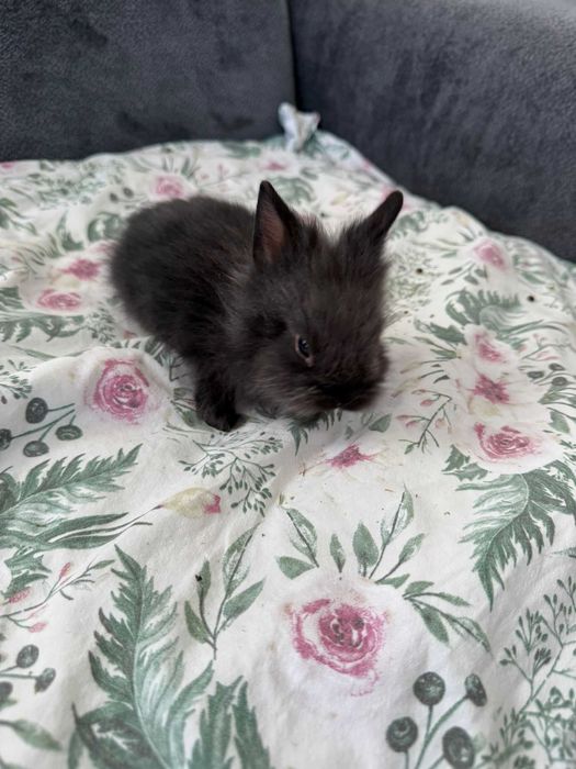 Króliczki karzełek ,teddy mini