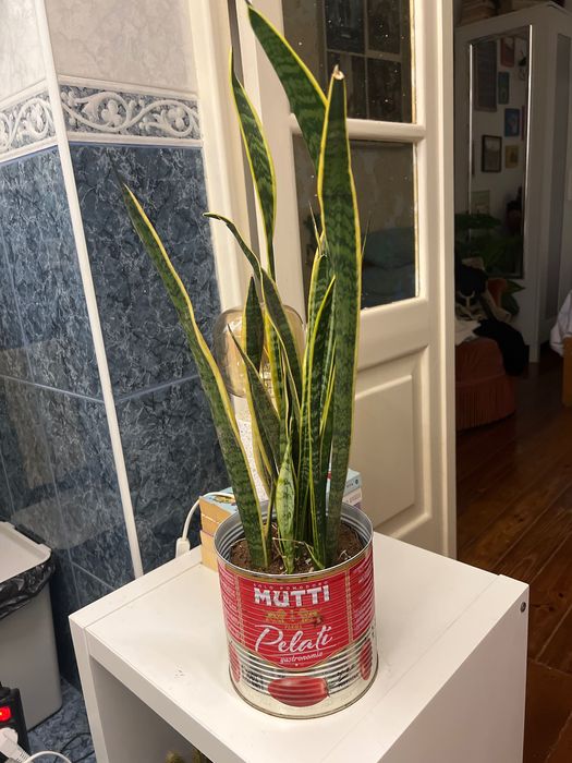 Planta com vaso vintage