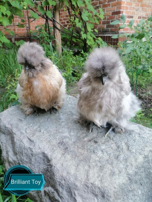 Шелковые куры-инкубационное яицо