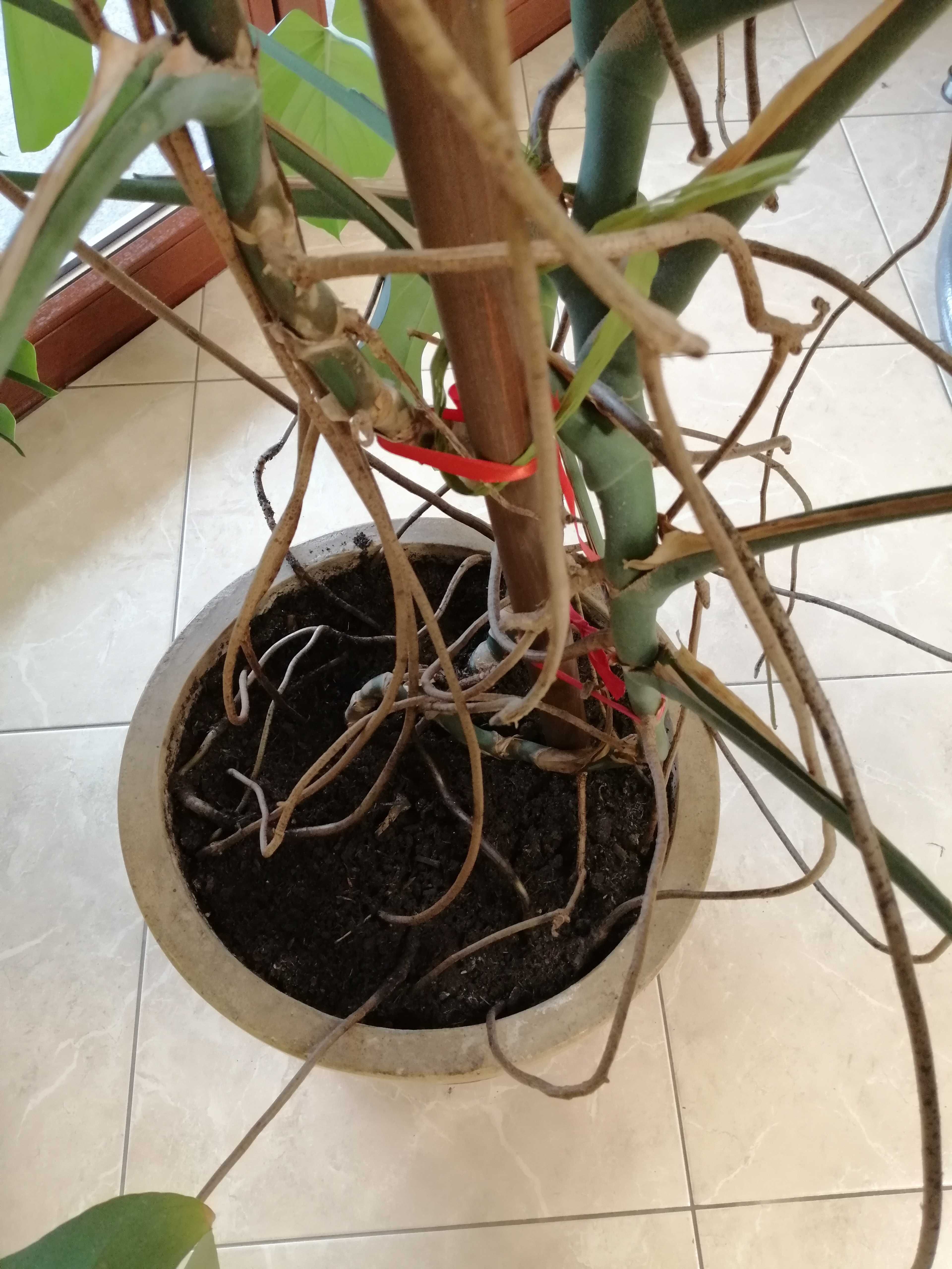 Kwiat Monstera deliciosa/dziurawa 2,7m - Wielka ozdoba Twojego wnętrza