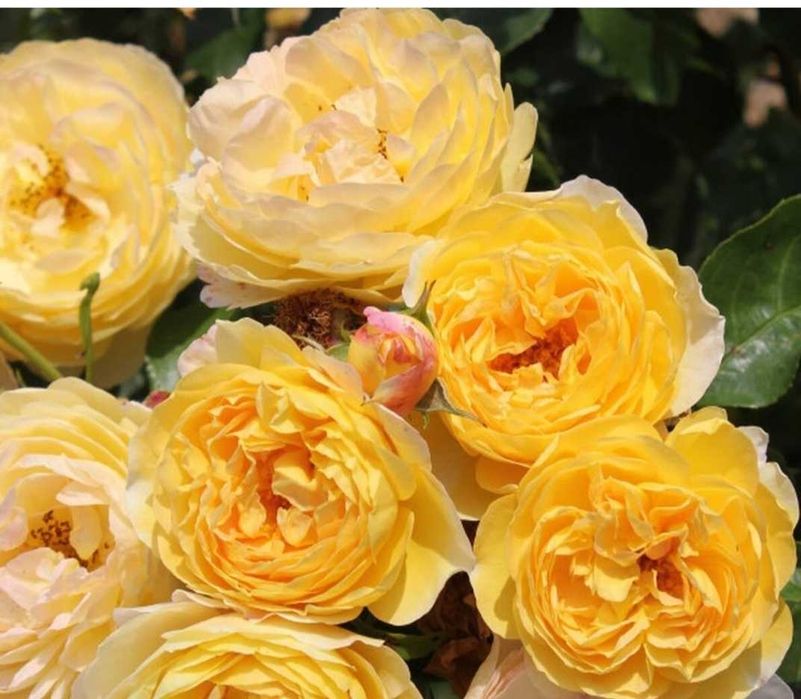 Троянда, Роза в контейнері "Château de Cheverny" є різні сорти