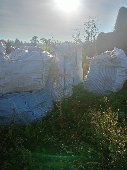 Opal dąb jesion topola