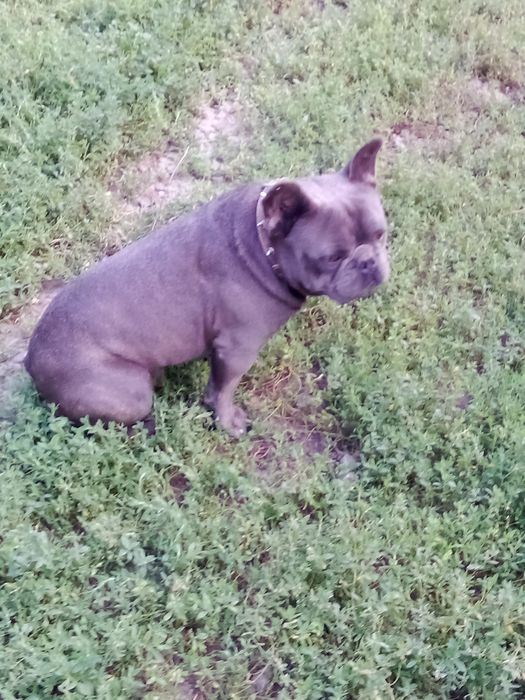 Французький бульдог в'язка