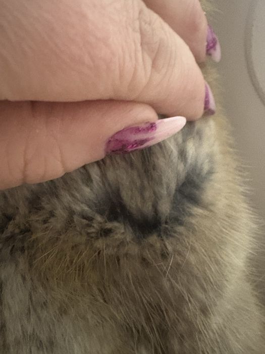 Sprzedam  prawdziwe futro  z pizmaka