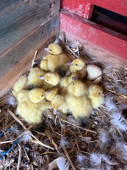 Patos mudos nascidos 29-10