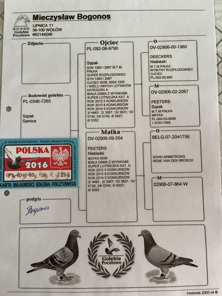Gołębie pocztowe młode i stare