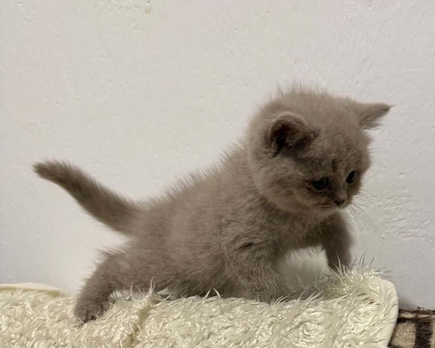 Kot Brytyjski Liliowa Kotka