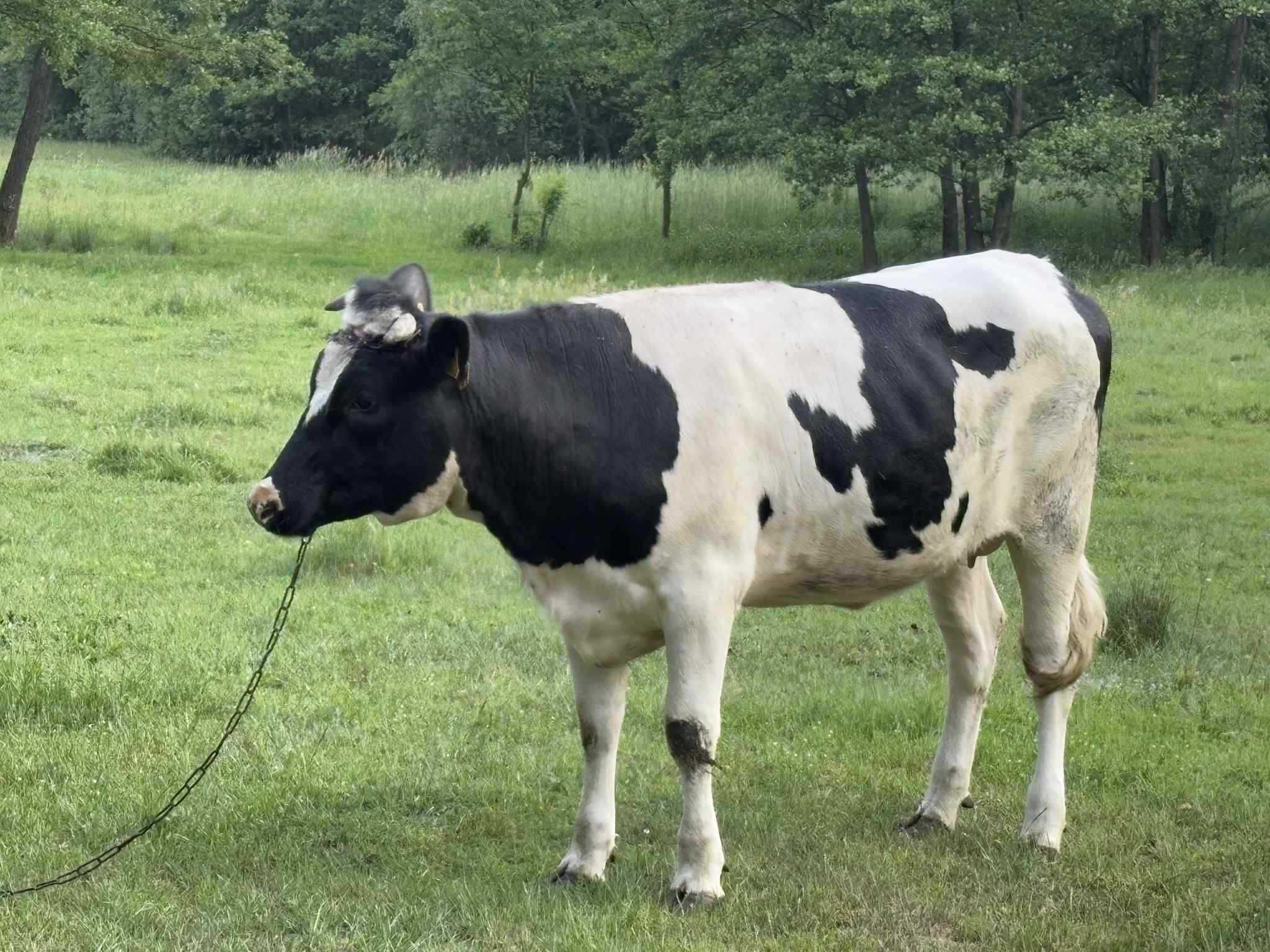 Jałówka nie  byk , krowa