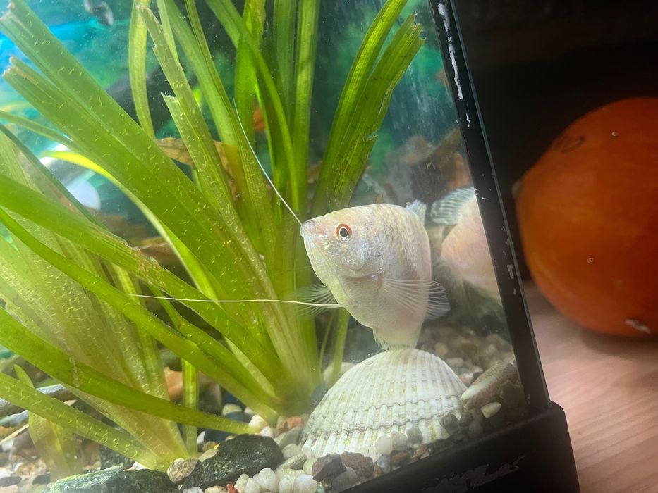 Rybka akwarelowa gurami