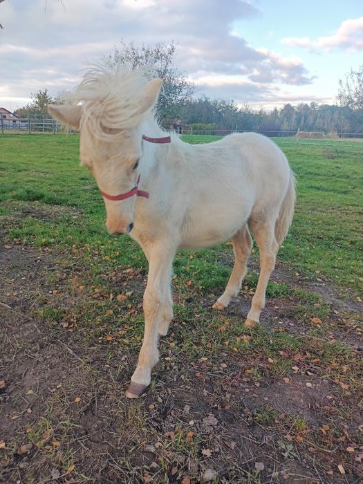 Kuc Islandzki klaczka sprzedaż lub zamiana