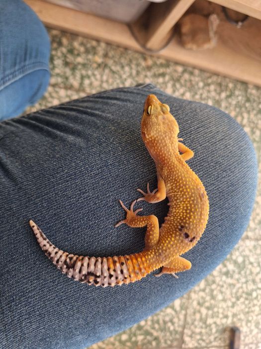 Gekony lamparcie młode