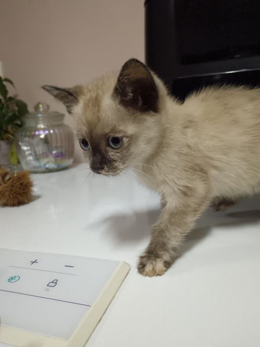 Dou gatinhos, duas fêmeas