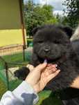 Chow Chow uroczy czarny piesek
