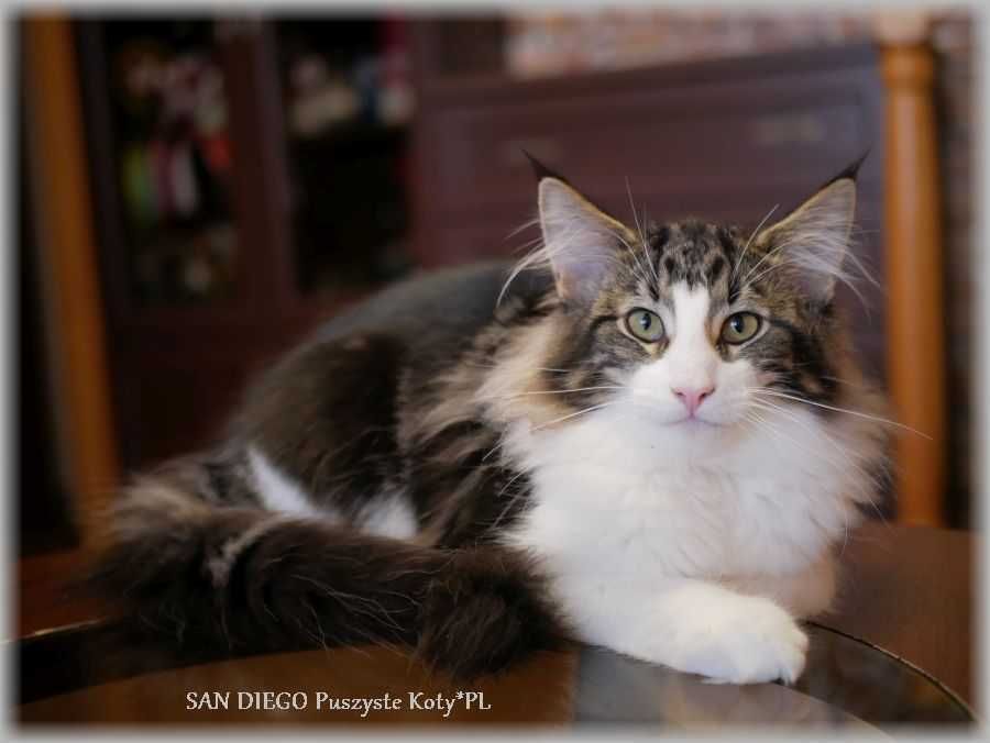 Piękny kocurek norweski leśny