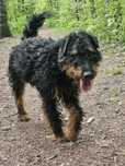Jagdterrier Wiliam szuka domu schronisko Zgierz-aktualne