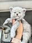 Kocur ns high smoke do hodowli po shaded championie maine coon