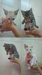 Gatinhos para adoção